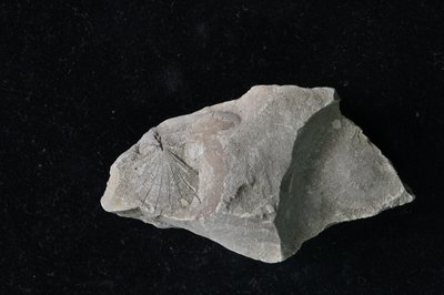 CNUNHM-FCB-F661-01-02