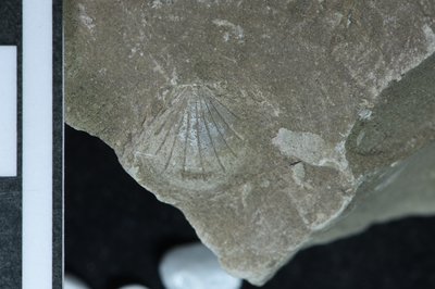 CNUNHM-FCB-F661-02-03