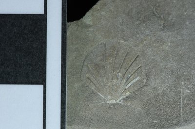 CNUNHM-FCB-F661-03-03