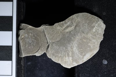 CNUNHM-FCB-F661-04-01