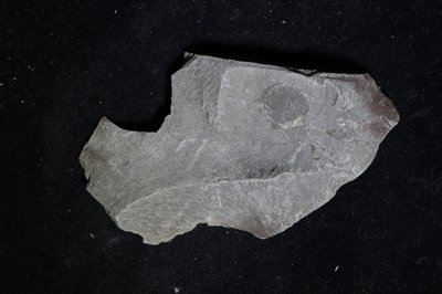 CNUNHM-FCB-F661-04-04