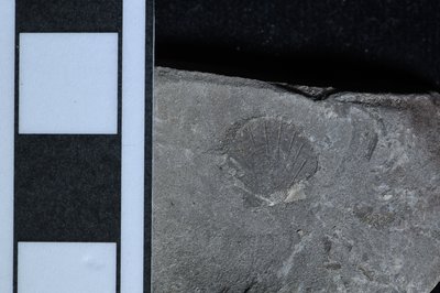 CNUNHM-FCB-F661-05-01