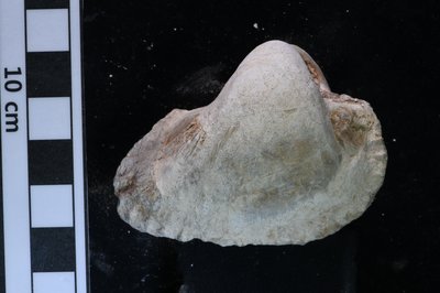 CNUNHM-FCB-F662-01-01