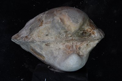 CNUNHM-FCB-F662-01-04