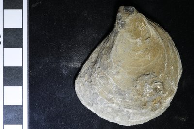 CNUNHM-FCB-F662-02-01