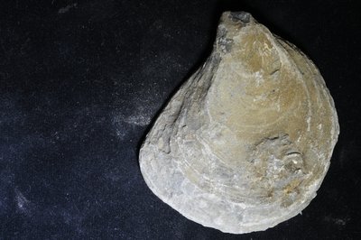 CNUNHM-FCB-F662-02-02