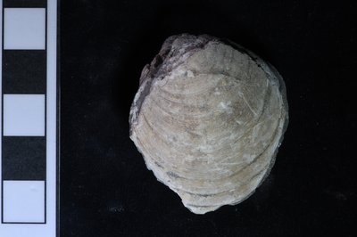 CNUNHM-FCB-F662-03-01