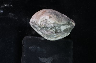 CNUNHM-FCB-F662-03-03