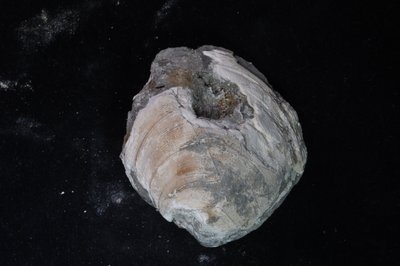 CNUNHM-FCB-F662-03-04