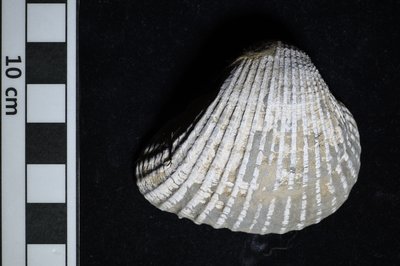 CNUNHM-FCB-F663-01-01