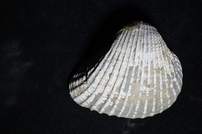 CNUNHM-FCB-F663-01-02