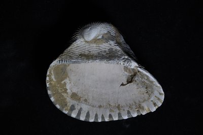 CNUNHM-FCB-F663-01-03