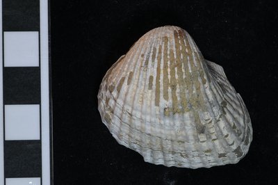 CNUNHM-FCB-F663-02-01