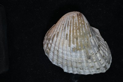 CNUNHM-FCB-F663-02-02