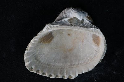 CNUNHM-FCB-F663-02-03