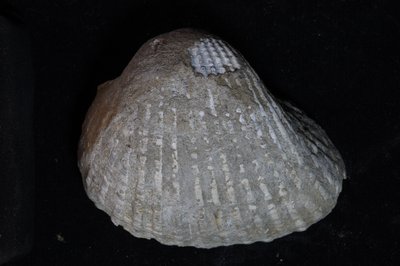 CNUNHM-FCB-F663-03-02