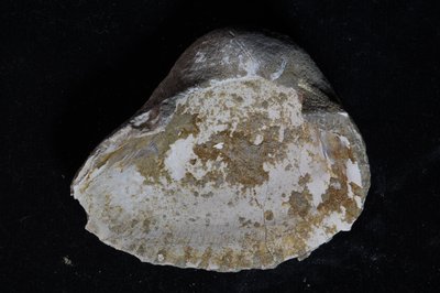 CNUNHM-FCB-F663-03-03