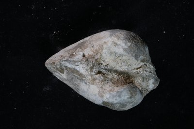 CNUNHM-FCB-F663-04-03