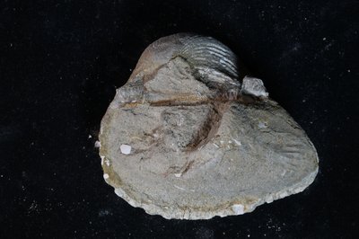 CNUNHM-FCB-F663-05-01