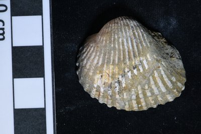 CNUNHM-FCB-F663-06-01