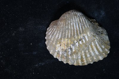 CNUNHM-FCB-F663-06-02