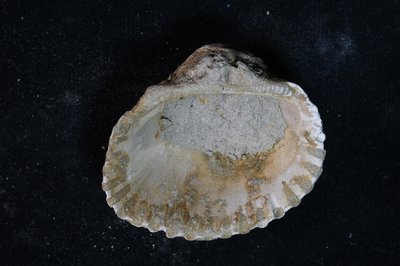 CNUNHM-FCB-F663-06-03