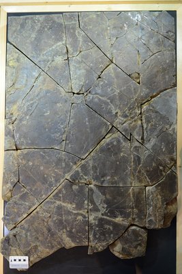 Neosauroides(네오사우로이데스)