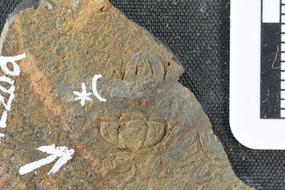 GL20-2a (SNUP1334)_2-1334