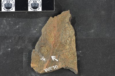 GL20-2a (SNUP1334)_2