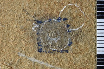 GL20-3_2-2 (SNUP 720)