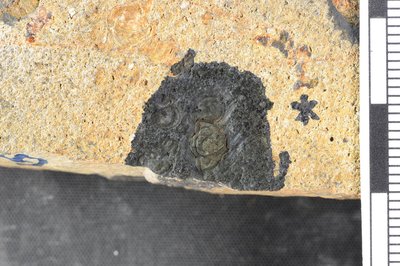 GL20-42_2 (SNUP1337)