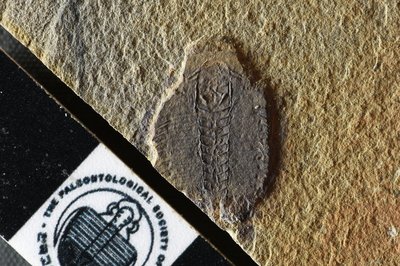 GL20-5c1a-2 (SNUP 826)