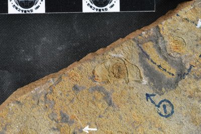 GL20-D_1-1 (SNUP1330)