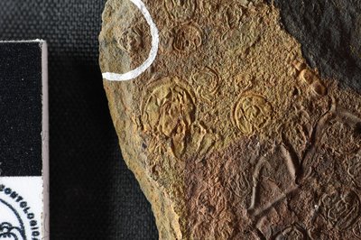 GL20-a (SNUP1333)_1-3,4