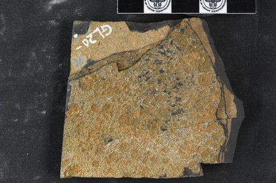 GL20-x (SNUP-1339)_2