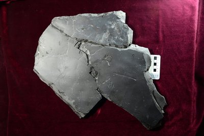 Minisauripus(미니사우리푸스) M02