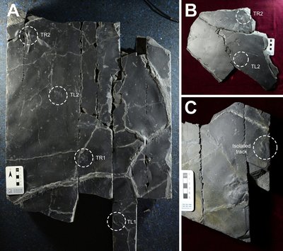 Minisauripus(미니사우리푸스)